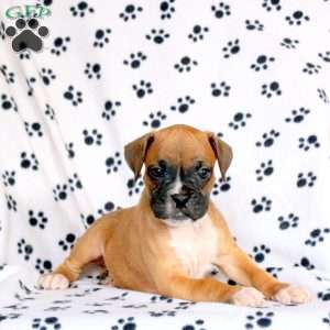 Frank, Boxer Puppy