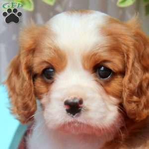 Frank, Cavalier King Charles Spaniel Puppy