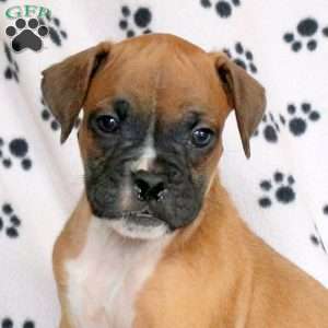 Frank, Boxer Puppy