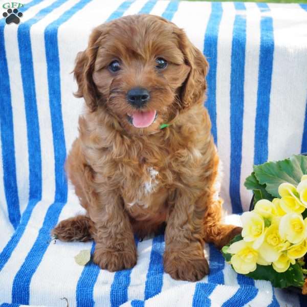 Frank, Cavapoo Puppy