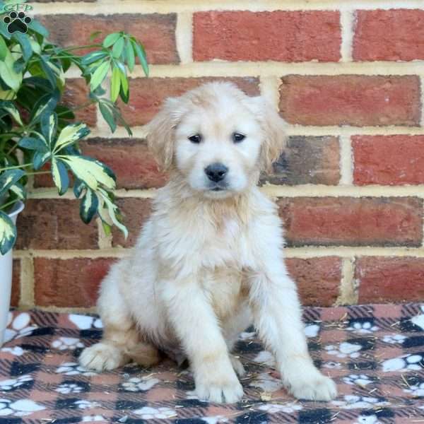 Frankie, Golden Retriever Puppy
