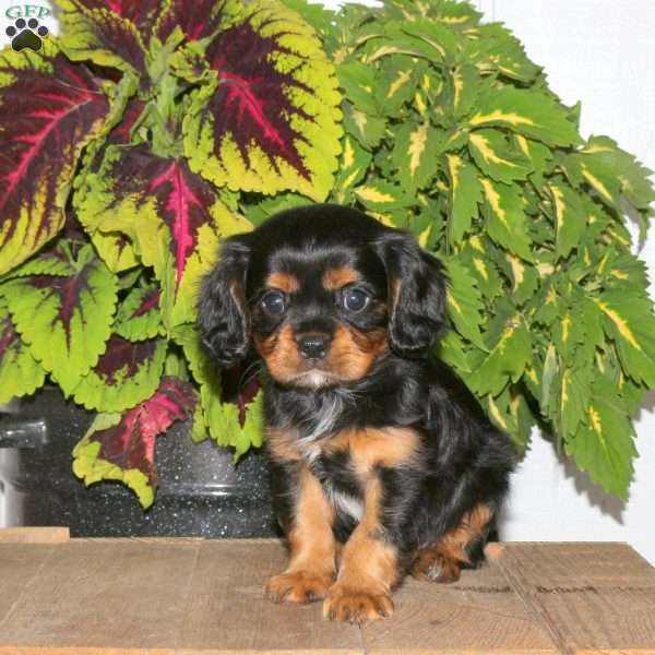 Frankie, Cavalier King Charles Spaniel Puppy