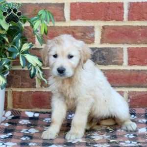 Frankie, Golden Retriever Puppy