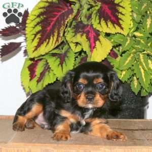 Frankie, Cavalier King Charles Spaniel Puppy