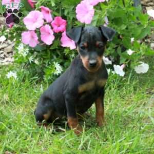 Frankie, Miniature Pinscher Puppy