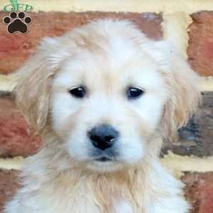 Frankie, Golden Retriever Puppy