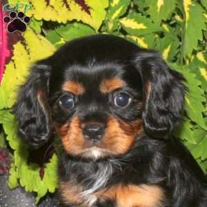 Frankie, Cavalier King Charles Spaniel Puppy