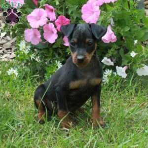 Frankie, Miniature Pinscher Puppy