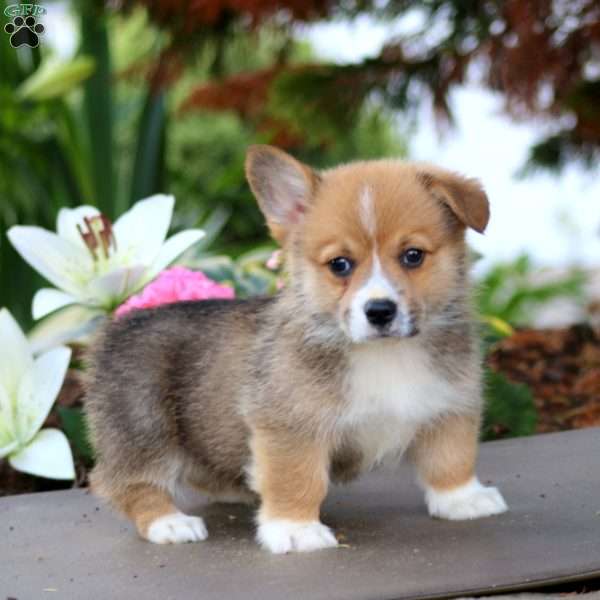 Frankie, Pembroke Welsh Corgi Puppy