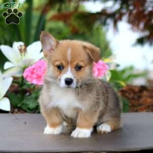 Frankie, Pembroke Welsh Corgi Puppy