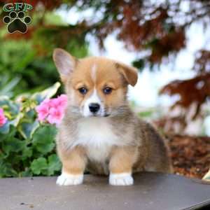 Frankie, Pembroke Welsh Corgi Puppy