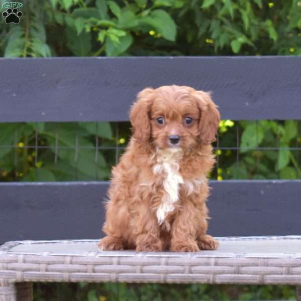 Franklin, Cavapoo Puppy
