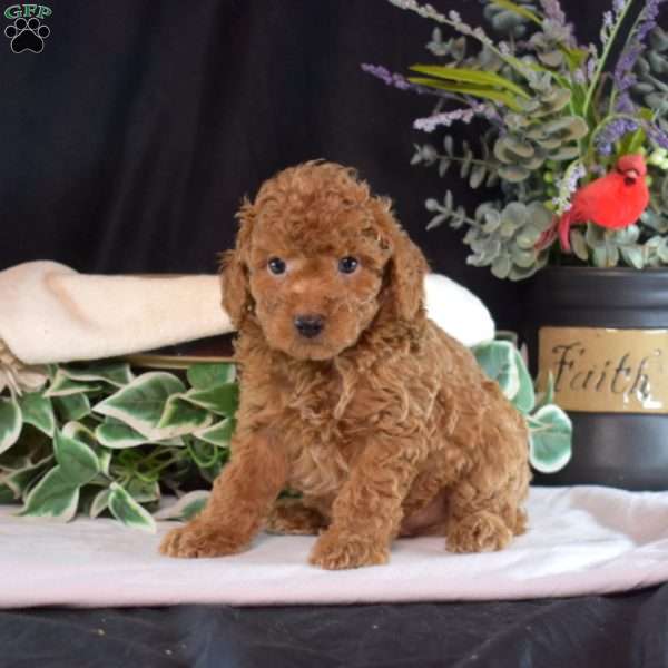 Franklin, Toy Poodle Puppy