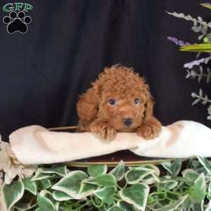 Franklin, Toy Poodle Puppy