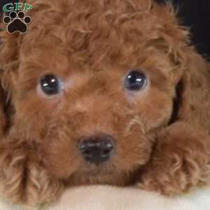 Franklin, Toy Poodle Puppy
