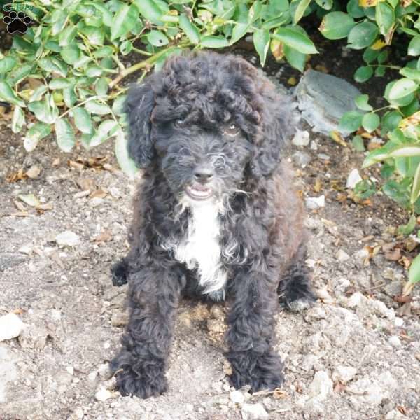 Franklin, Miniature Poodle Puppy