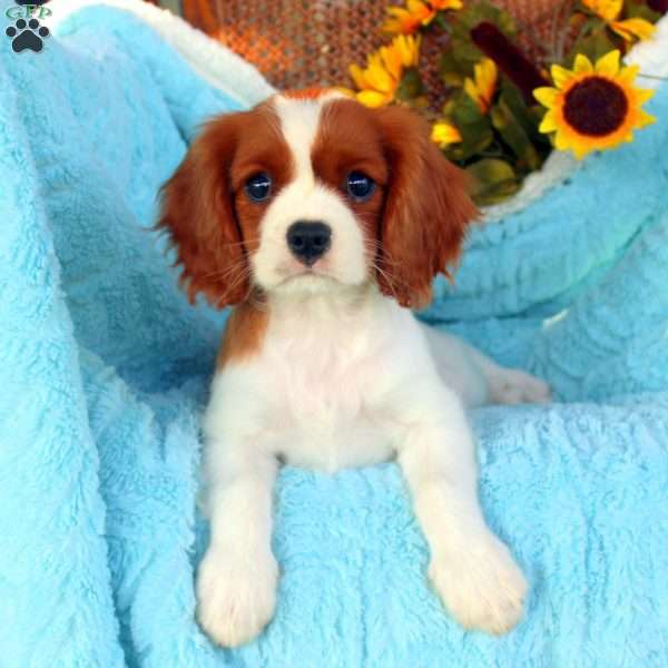 Fred, Cavalier King Charles Spaniel Puppy
