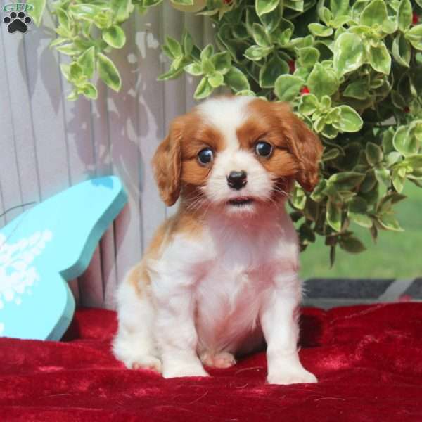 Fred, Cavalier King Charles Spaniel Puppy