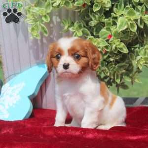 Fred, Cavalier King Charles Spaniel Puppy