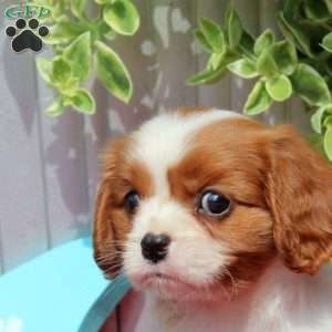 Fred, Cavalier King Charles Spaniel Puppy