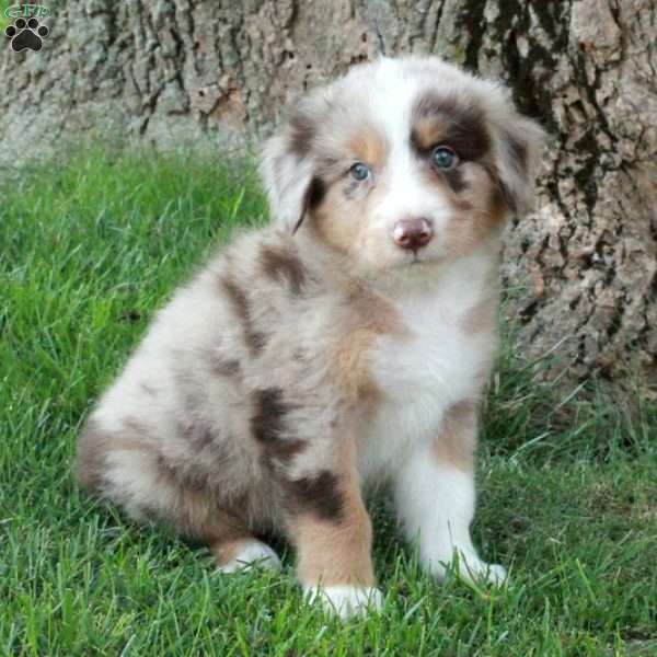 Freddie, Australian Shepherd Puppy