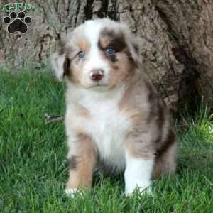 Freddie, Australian Shepherd Puppy