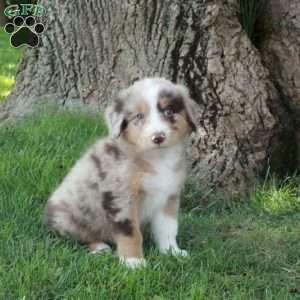 Freddie, Australian Shepherd Puppy