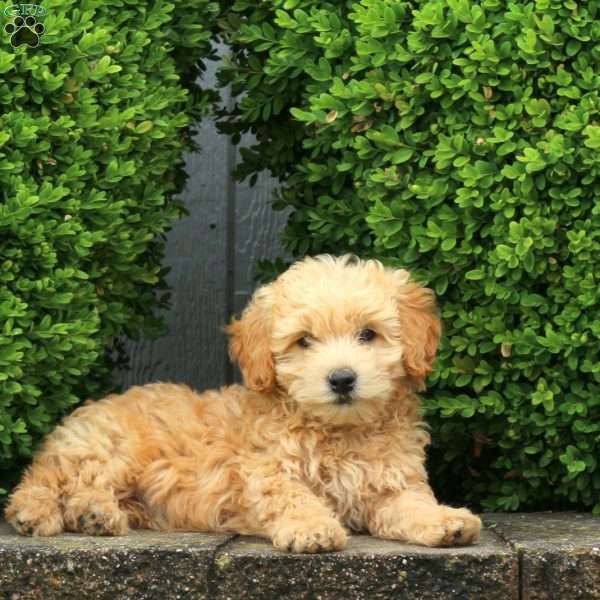 Freddy, Mini Goldendoodle Puppy