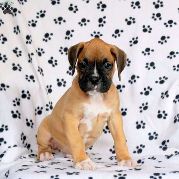 Freddy, Boxer Puppy