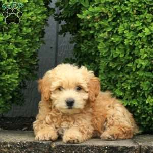 Freddy, Mini Goldendoodle Puppy