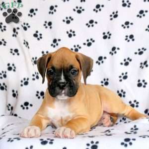 Freddy, Boxer Puppy