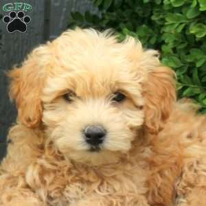 Freddy, Mini Goldendoodle Puppy