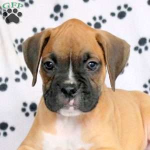 Freddy, Boxer Puppy