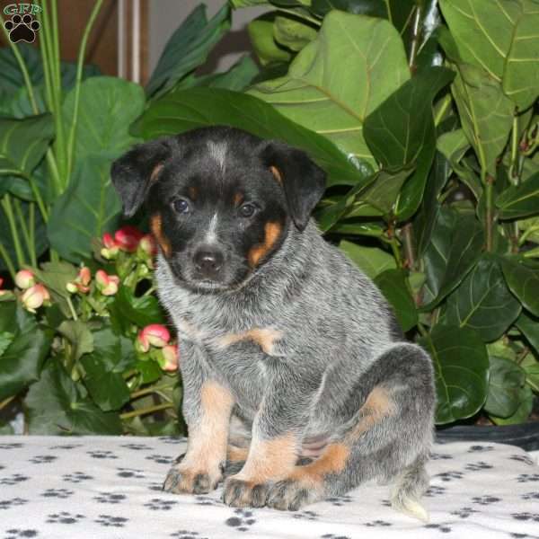 Freedom, Blue Heeler – Australian Cattle Dog Puppy