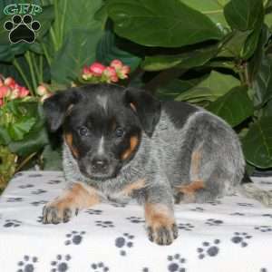 Freedom, Blue Heeler – Australian Cattle Dog Puppy