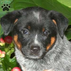 Freedom, Blue Heeler – Australian Cattle Dog Puppy