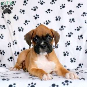 Freeman, Boxer Puppy