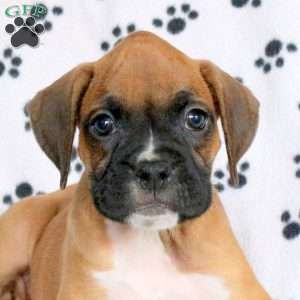 Freeman, Boxer Puppy