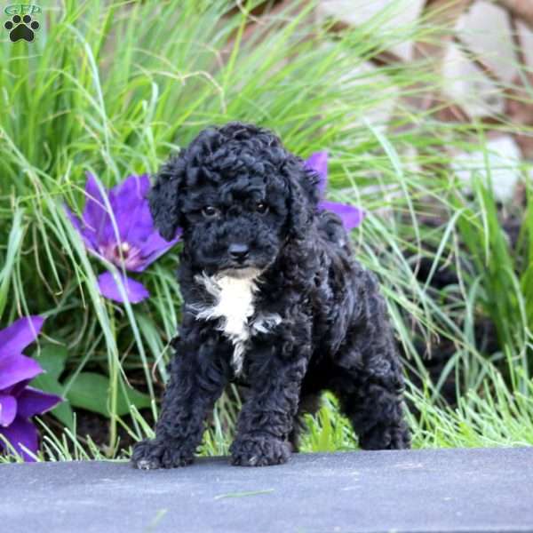 Frida, Miniature Poodle Puppy