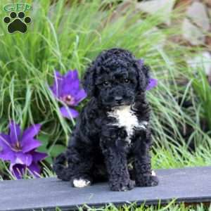 Frida, Miniature Poodle Puppy