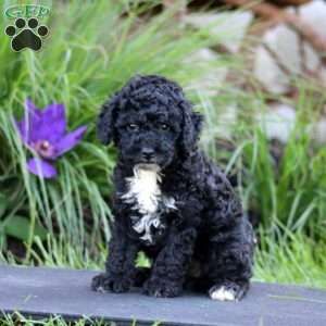 Frida, Miniature Poodle Puppy
