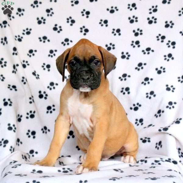 Frisky, Boxer Puppy