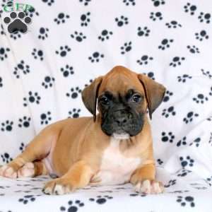 Frisky, Boxer Puppy