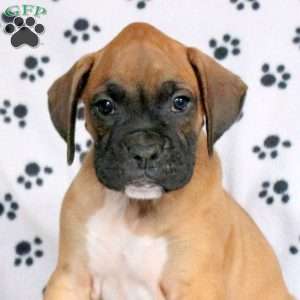 Frisky, Boxer Puppy