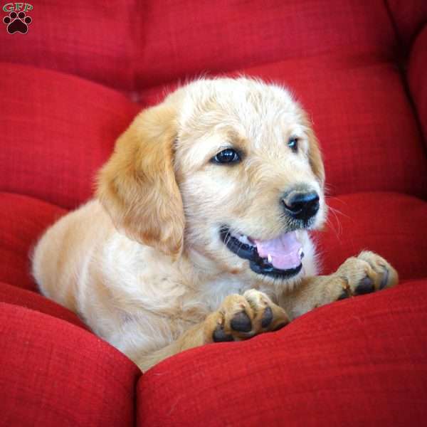Frisky, Labradoodle Puppy