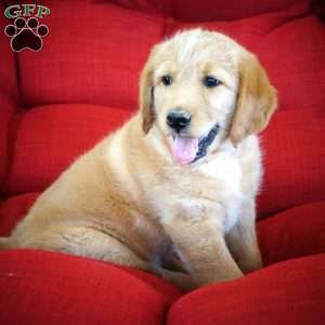 Frisky, Labradoodle Puppy