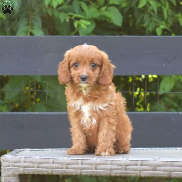 Fritter, Cavapoo Puppy