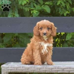 Fritter, Cavapoo Puppy