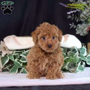 Fritter, Toy Poodle Puppy