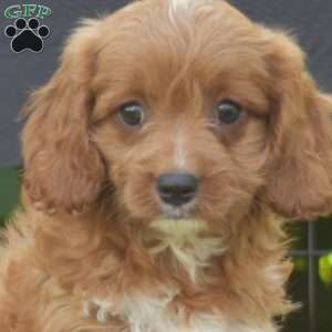 Fritter, Cavapoo Puppy